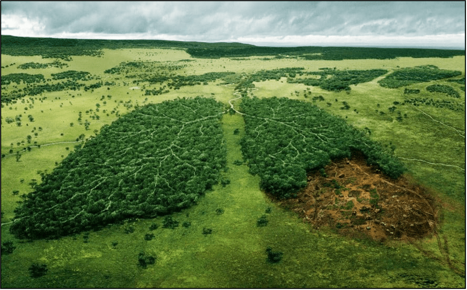 Si en el predio de mi proyecto encuentro Vegetación Forestal¿Es necesario contar con un Estudio Técnico Justificativo (ETJ)?